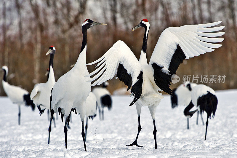 丹顶鹤，Grus japonensis，也叫日本鹤或满洲鹤，是一种大型鹤，是世界上第二稀有的鹤。据估计，该物种在野外的数量只有1500只，在中国约有1000只